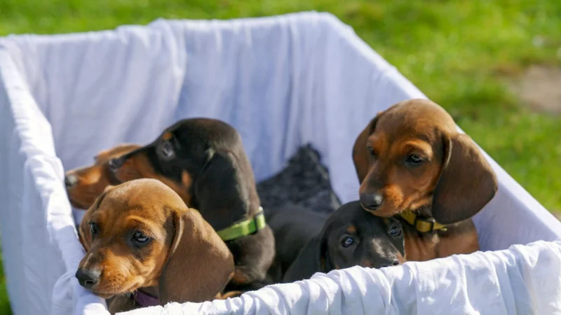 Der Film begleitet einen Dackelwurf, bis die Welpen ausziehen und auf eigenen kurzen Beinen stehen. - &copy; Alexander Hein/ZDF/Arte/dpa