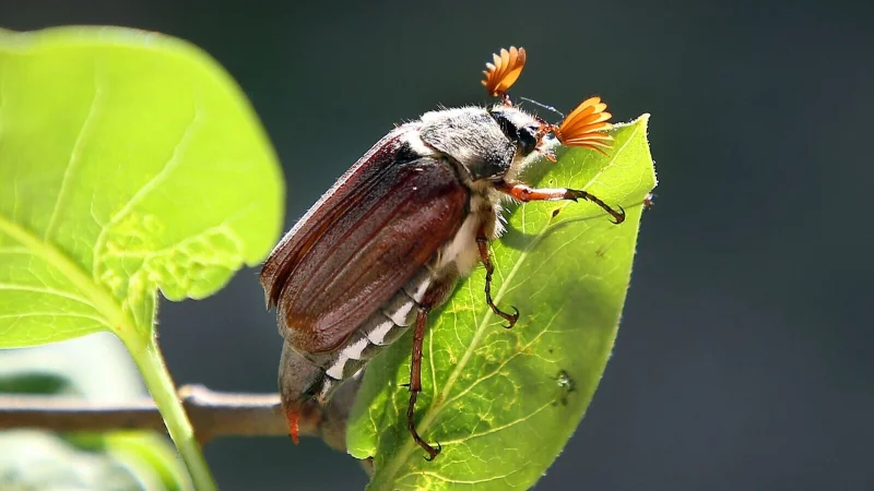 Licht aus! K&uuml;nstliche Lichtquellen locken Maik&auml;fer an und sorgen daf&uuml;r, dass sie bis zur v&ouml;lligen Ersch&ouml;pfung darum kreisen - anstatt sich zu paaren. - &copy; Wolfgang Kumm/dpa/dpa-tmn