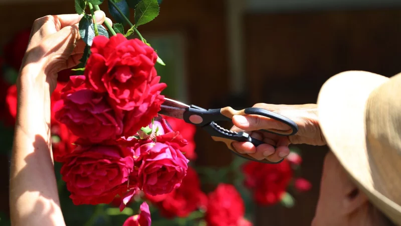 Dunkelrote Blüten bringen eine leuchtende Sirupfarbe ins Glas. - © Karl-Josef Hildenbrand/dpa-tmn