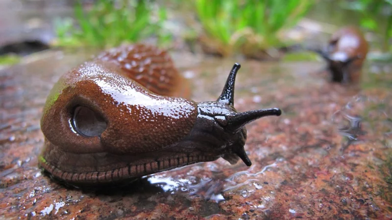 Die Spanische Wegschnecke liebt feuchtes Wetter und frisst so gut wie alles. - &copy; Karl-Josef Hildenbrand/dpa/dpa-tmn