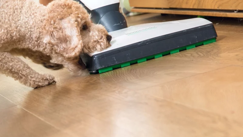 Staubsauger und Co: Für Haustiere kann die heimische Putzaktion auch Stress bedeuten. - © Christin Klose/dpa-tmn