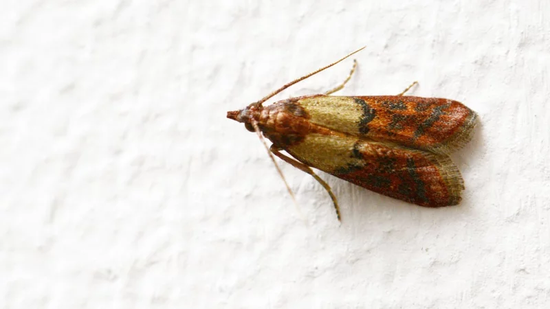 Dörrobstmotten, auch als Hausmotte bekannt, können bei Menschen allergische Reaktionen auslösen. - © Andrea Warnecke/dpa-tmn