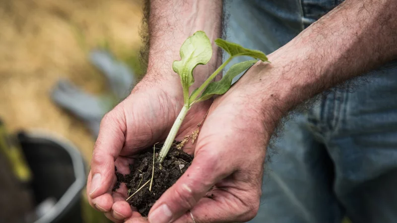 Gärtnern tut der Seele gut: Für viele ist Gartenarbeit ein Ausgleich zum Alltag und ein Weg zu besserer Stimmung. - © Christin Klose/dpa-tmn
