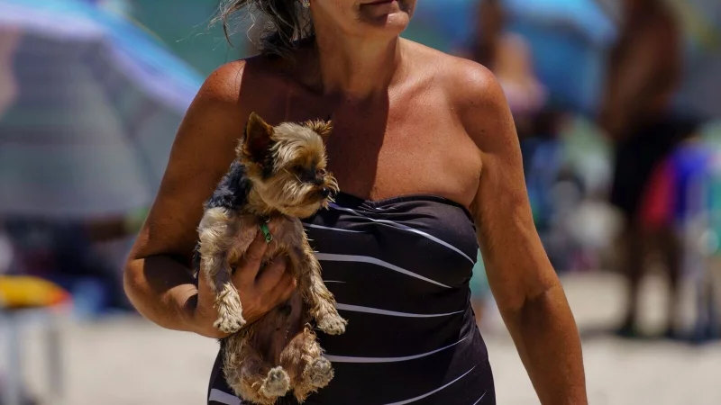 Hunde können meist gut mit in den Urlaub genommen werden, wenn die Unterkunft tierfreundlich ist. - © Diorgenes Pandini/dpa