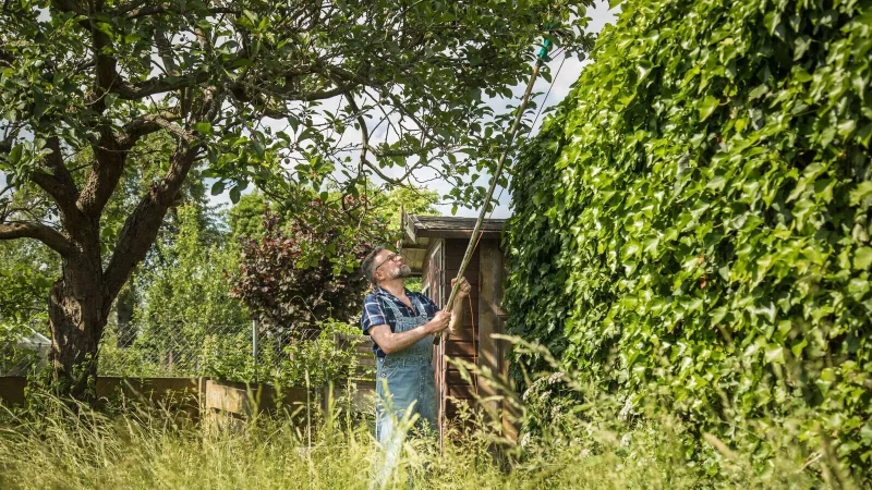 Ein Nachbar muss die Möglichkeit bekommen, Äste oder Zweige, die über das Grundstück hinausragen, selbstständig zu entfernen. - © Christin Klose/dpa-tmn