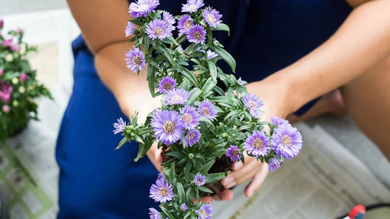Indem man Stauden wie etwa Astern teilt, kann man sie nicht nur vermehren, sondern auch die Ursprungspflanze verj&uuml;ngen. - &copy; Franziska Gabbert/dpa-tmn