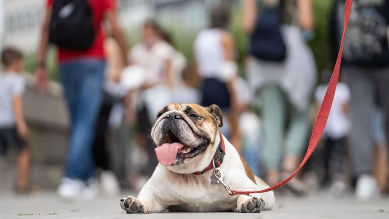 Überhitzung erkennen: Starkes Hecheln und Unruhe sind erste Warnsignale, die schnelles Handeln erfordern. - © Frank Rumpenhorst/dpa/dpa-tmn