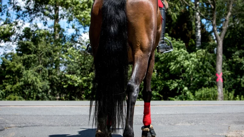 Auch Reiter unterliegen der Stra&szlig;enverkehrsordnung: Wer zu Pferd unterwegs ist, muss sich an Verkehrsregeln wie das Rechtsfahrgebot und Ampelschaltungen halten. - &copy; Christin Klose/dpa-tmn