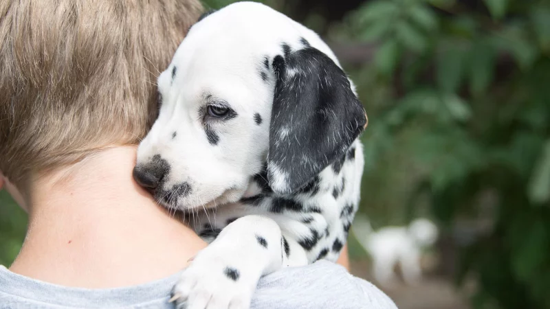 Ein aufregendes Ereignis, das gut vorbereitet sein will: Ein Hundewelpe zieht zu Hause ein. - © Florian Schuh/dpa-tmn/dpa