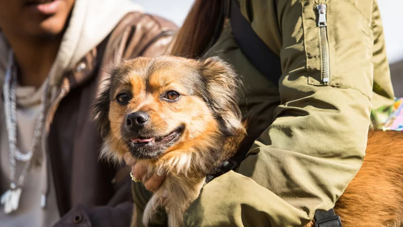 Auch Hunde k&ouml;nnen an Demenz erkranken &ndash; doch mit den richtigen Methoden k&ouml;nnen Halter vorbeugen. - &copy; Christin Klose/dpa-tmn