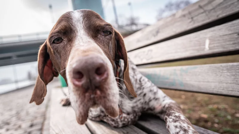 Für Halter ist die Diagnose Demenz schwer - doch es gibt Wege, das Leben der Tiere zu erleichtern - © Frank Rumpenhorst/dpa/dpa-tmn