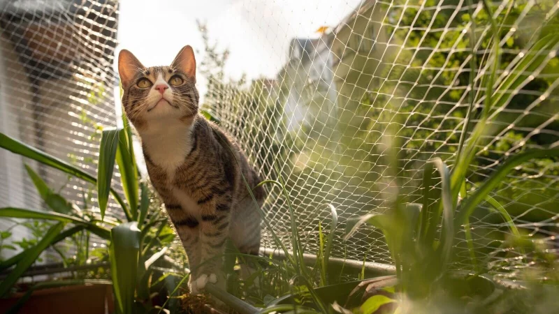 Besser mit Netz: Ein solcher Schutz verhindert, dass Katzen vom Balkon stürzen und sich schwer verletzen. - © Franziska Gabbert/dpa-tmn