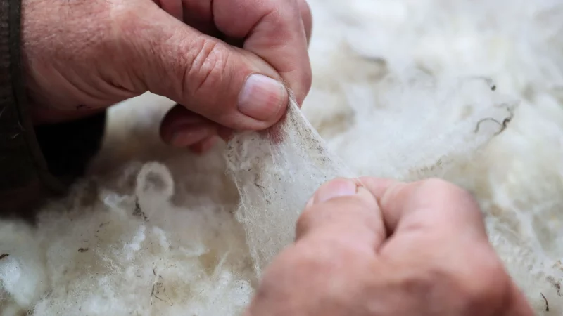 Stimmt alles? Auf den Shetlands nimmt man die Wolle ernst, etwa bei der Qualit&auml;tspr&uuml;fung der Fasern. - &copy; Verena Wolff/dpa-tmn