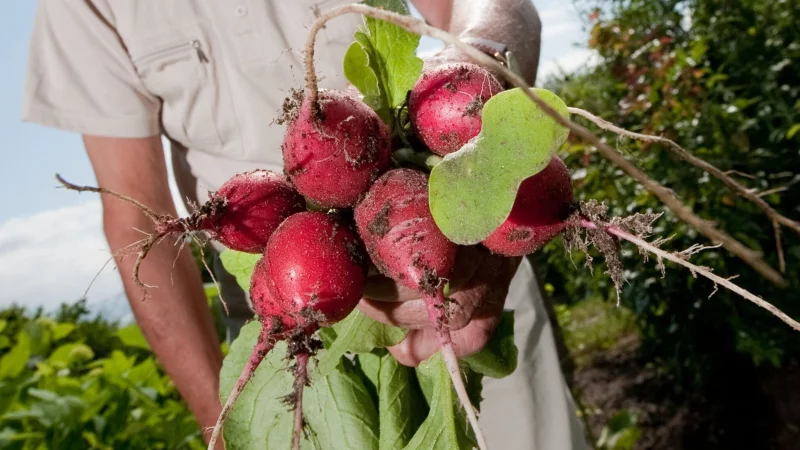 Radieschen, Möhren und ihre knackigen Freunde – wer sie großzieht, braucht Geduld, wird aber reich belohnt. - © Klaus-Dietmar Gabbert/dpa-tmn