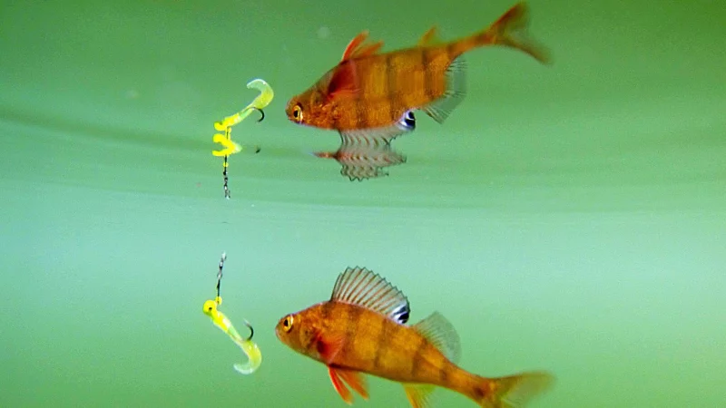 Bei&szlig;t er an? Kunstk&ouml;der sind nicht automatisch schlechter als Naturk&ouml;der. - &copy; Julian Stratenschulte/dpa/dpa-tmn