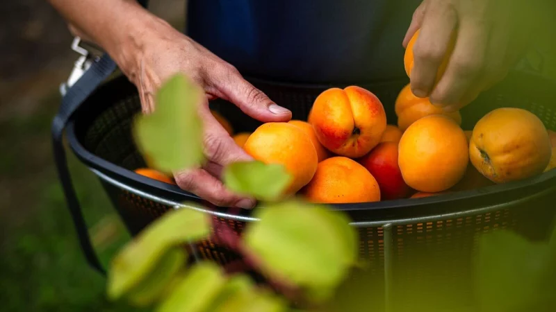 Reiche Ernte: Wer geerntetes einfriert, bewahrt den Geschmack und die Nährstoffe des Sommers für die kalte Jahreszeit. - © Sina Schuldt/dpa/dpa-tmn