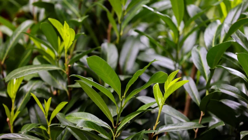 Kirschlorbeer als Gartenhecke: Die immergr&uuml;ne Pflanze ist pflegeleicht, aber potenziell invasiv und giftig. - &copy; Christoph Reichwein/dpa/dpa-tmn
