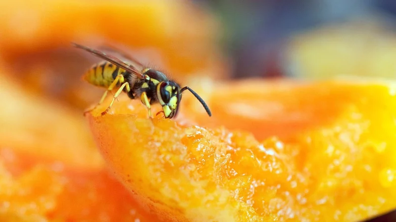 Blo&szlig; keine Panik: Machen sich Wespen &uuml;ber das Essen her, sollte man sie vorsichtig mit der Hand oder einem St&uuml;ck Papier wegschieben. - &copy; Bodo Marks/dpa-tmn