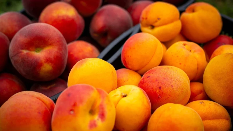 Kein Grund zur Sorge: Gespaltene Kerne bei Pfirsichen, Nektarinen oder Aprikosen sind meist harmlos. - &copy; Sina Schuldt/dpa/dpa-tmn