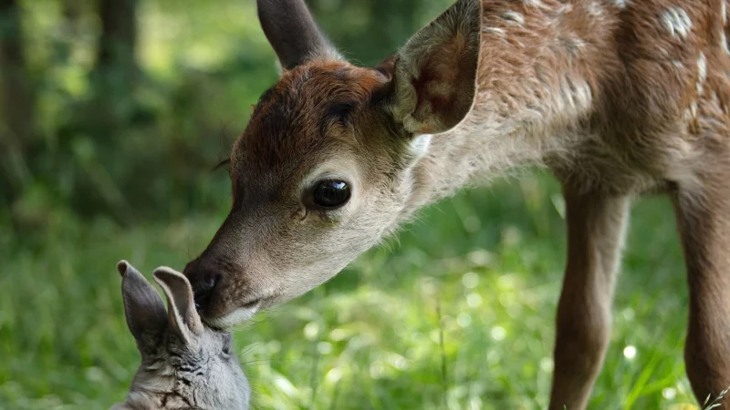 Bambi und sein Freund der Hase in einer Szene des Films «Bambi - Eine Lebensgeschichte aus dem Walde». (Handout) - © Eric Travers/SquareOne Entertainment/dpa