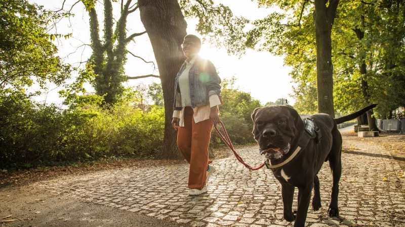Ist die Wunschrasse erlaubt? Wann besteht Anleinpflicht? Hundebesitzer sollten sich mit den individuellen Regeln in ihrem Bundesland auseinandersetzen. - &copy; Christin Klose/dpa Themendienst/dpa-tmn