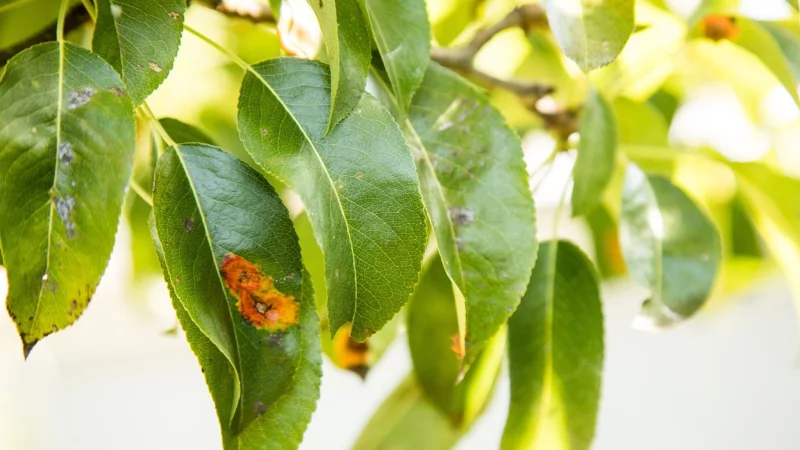 Pilzbefall erkennen: Wei&szlig;e, rote oder braune Bel&auml;ge auf Pflanzen deuten auf Pilzkrankheiten hin. - &copy; Christin Klose/dpa-tmn