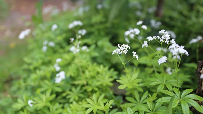 Waldmeister ist leicht an den l&auml;nglichen, sternf&ouml;rmig angeordneten Bl&auml;ttern zu erkennen. - &copy; Mascha Brichta/dpa-tmn