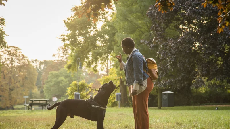 Hört aufs Wort: Hundeerziehung ist kein Selbstläufer, man muss etwas dafür tun. - © Christin Klose/dpa-tmn