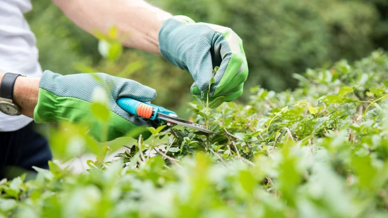 W&auml;hrend der Brutzeit darf die Hecke nur geschnitten werden, wenn es unbedingt n&ouml;tig ist. Auf eine elektrische Heckenschere verzichtet man den V&ouml;geln zuliebe komplett. - &copy; Christin Klose/dpa-tmn