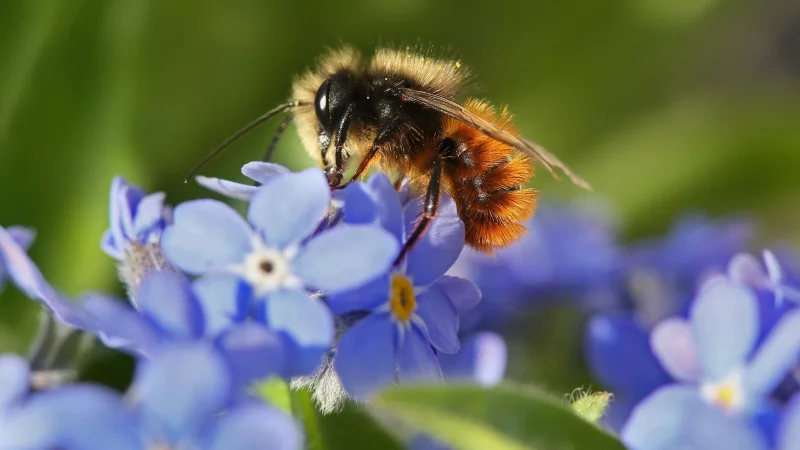 Auf einem schattigen Balkon kann Vergissmeinnicht Wildbienen als Nahrungsquelle dienen. - © Stephanie Pilick/dpa/dpa-tmn