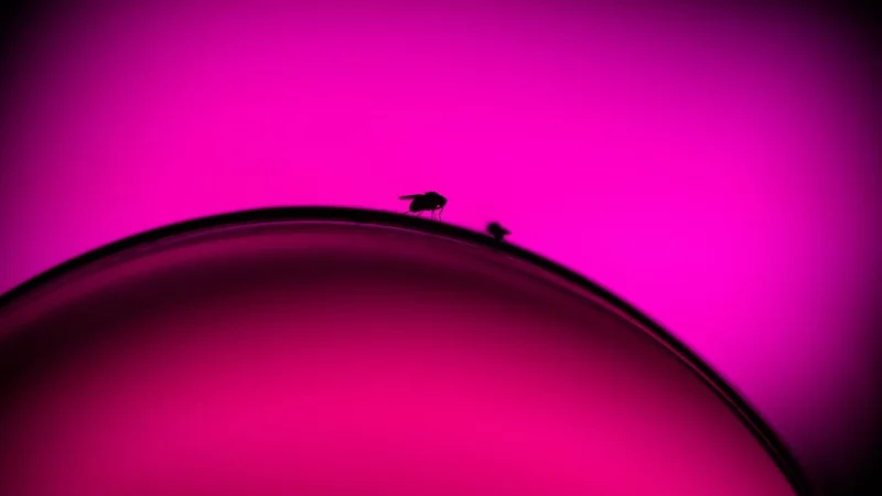 Ein unbeobachteter Moment und die Fruchtfliegen krabbeln vom Rand des Glases in den Wein. - &copy; Klaus-Dietmar Gabbert/dpa-tmn