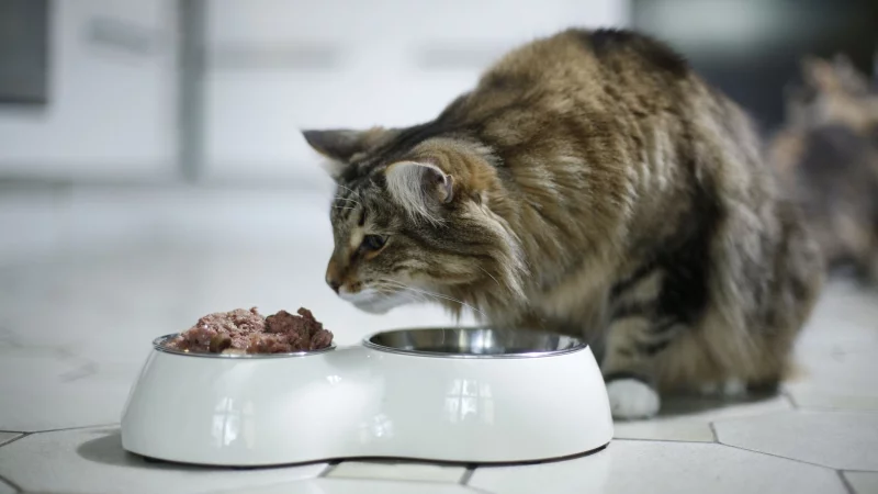 Nassfutter gen&uuml;gt ein kurzer Zeitraum bei Temperaturen ab etwa 20 Grad Celsius, um einen N&auml;hrboden f&uuml;r Bakterien und Schimmel zu bilden. - &copy; Ina Fassbender/dpa-tmn