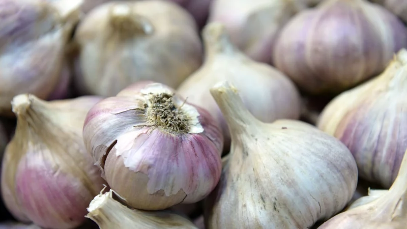 Knoblauch kann im Herbst gepflanzt werden: Hierf&uuml;r werden die Knoblauchzehen direkt in die Erde gesteckt. - &copy; Andrea Warnecke/dpa-tmn