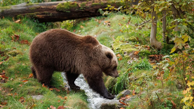 Reisehinweise angepasst: Das Ausw&auml;rtige Amt sensibilisiert Urlauber f&uuml;r m&ouml;gliche Begegnungen mit Braunb&auml;ren in Slowenien. - &copy; Friso Gentsch/dpa