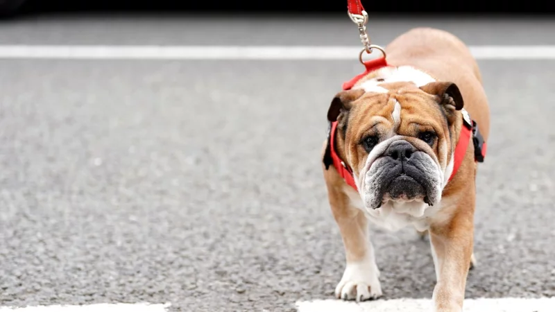 Lewis Hamilton bangt um seinen Hund. (Archivbild) - &copy; Tim Goode/PA Wire/dpa