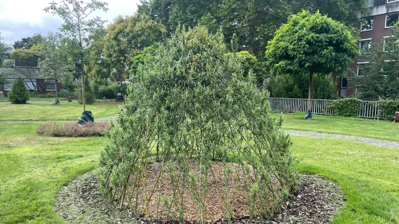 Das lebendige Weidentipi w&auml;chst und bietet Kindern einen gr&uuml;nen R&uuml;ckzugsort im Garten. - &copy; DIY Academy/dpa-tmn