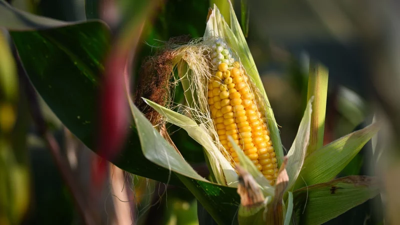 Rund 80 Prozent des in Deutschland angebauten Maises dienen der Tierf&uuml;tterung, nur ein kleiner Teil wird als Lebensmittel genutzt. - &copy; Patrick Pleul/dpa