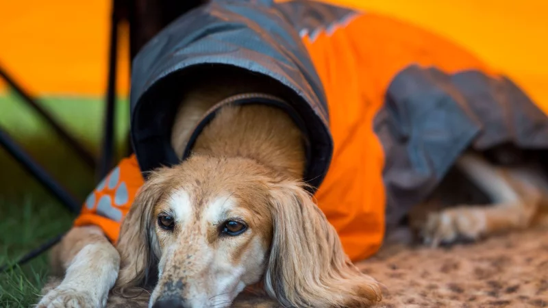 Kann der Hund nicht allein zu Hause bleiben, kann man ihm abseits des Festivaltrubels ein angenehmes Plätzchen bereiten – zum Beispiel mit seiner Lieblingsdecke. - © Jens Büttner/dpa/dpa-tmn