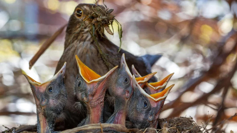 Futter zur Brutzeit kann Jungvögeln schaden: Man sollte besser auf Ganzjahresfütterung verzichten. - © Jens Büttner/dpa