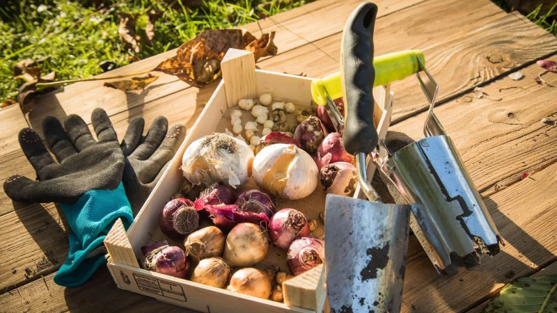 Der Herbst ist die ideale Jahreszeit, um Blumenzwiebeln einzupflanzen. - © Christin Klose/dpa-tmn