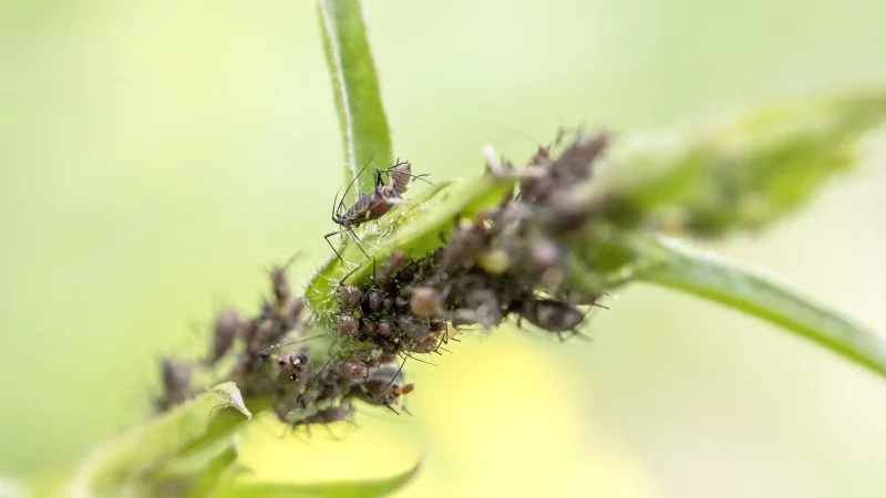 Gefräßige Krabbler: Blattläuse können Pflanzen schaden. - © Robert Günther/dpa-tmn