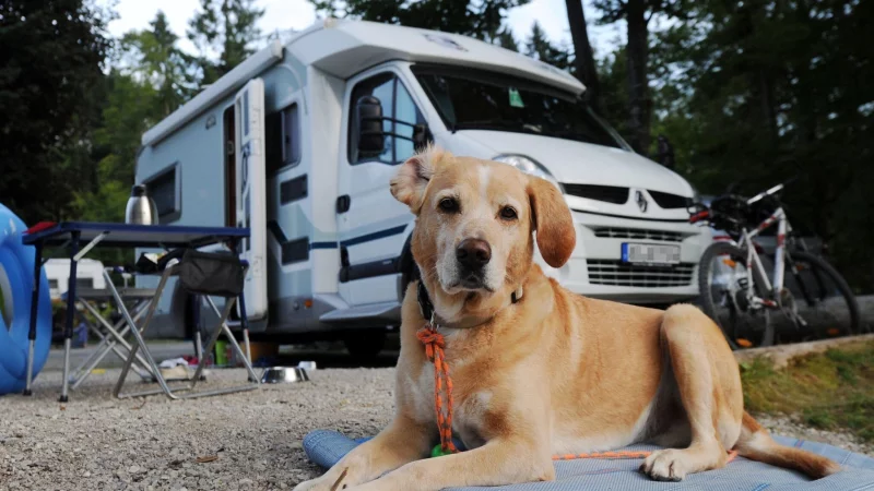 Campingurlaub mit Hund bietet viel gemeinsame Zeit und ist oft g&uuml;nstiger als ein Hotelaufenthalt. - &copy; Tobias Hase/dpa-tmn