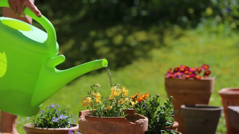 Sonnig und warm: Wer im Sommer falsch gießt, verschwendet Wasser und stresst seine Pflanzen. - © Karl-Josef Hildenbrand/dpa-tmn