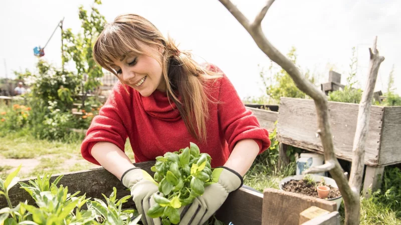 Wer sein Hochbeet optimal nutzen will, braucht mehr Planung als Fläche. - © Robert Günther/dpa-tmn