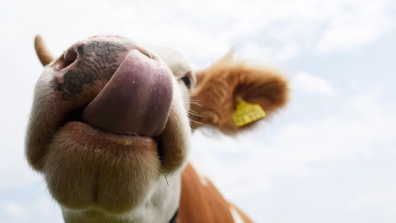 Sch&ouml;n aber gef&auml;hrlich: Auf Weiden sollten Wanderer Abstand zu K&uuml;hen halten und Hunde stets anleinen. - &copy; Angelika Warmuth/dpa/dpa-tmn
