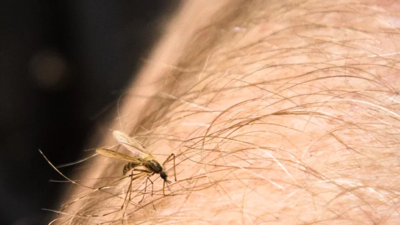 Das Chikungunyafieber breitet sich aus: In Norditalien steigt die Gefahr durch das Virus, daher ist wirksamer M&uuml;ckenschutz jetzt besonders wichtig. - &copy; Christin Klose/dpa-tmn