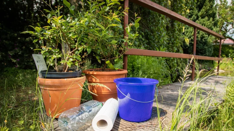 Küchenrolle oder Plastikflasche? Mit welchem Hack lassen sich Pflanzen während des Urlaubs besser bewässern? - © Christin Klose/dpa-tmn