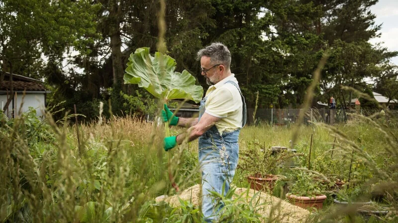 Große Rhabarberblätter decken als Mulchschicht den Boden hervorragend ab - sind aber auch ein gutes Schneckenversteck. - © Christin Klose/dpa-tmn