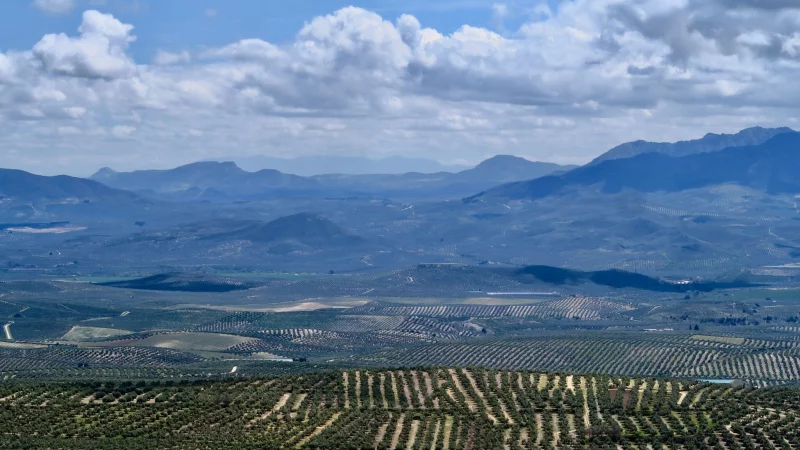 Millionen Olivenb&auml;ume in Reih und Glied: In der andalusischen Provinz Ja&eacute;n liegt das gr&ouml;&szlig;te Olivenanbaugebiet Europas. - &copy; Daniela David/dpa-tmn
