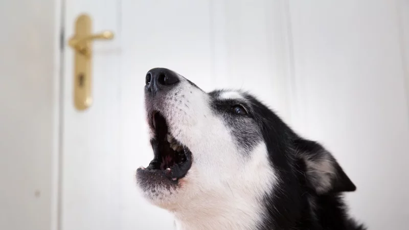 Sehnsucht nach Frauchen? Mit etwas Training kann man seinen Hund gut ans Alleinsein gewöhnen. - © Florian Schuh/dpa-tmn